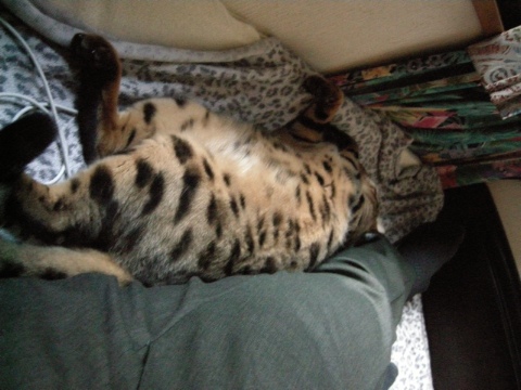 へりが好き 2009/03/23-1