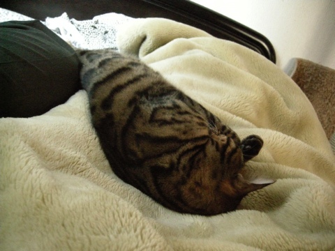 ふかふかも好き 2009/03/23-2