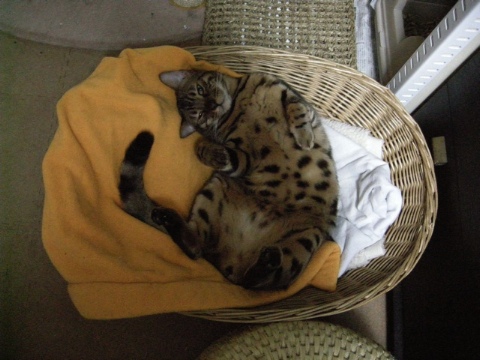 訴える目 2009/03/23-4