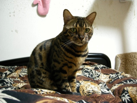 なにか。。。 2009/03/30-3