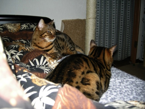 おしりが大きく見える今日この頃 2009/03/30-4