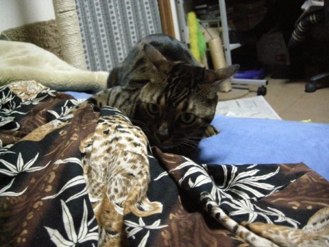 どりゃどりゃ 2009/04/02-1