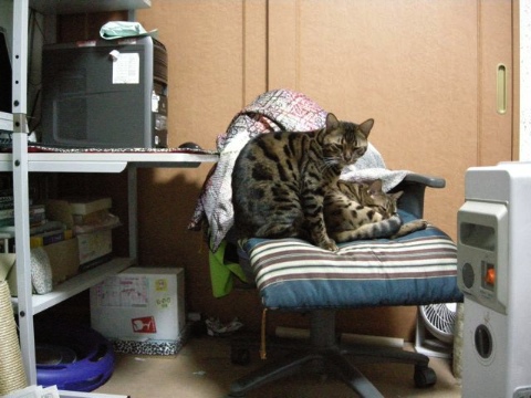 のいてんかぁ 2009/04/02-2