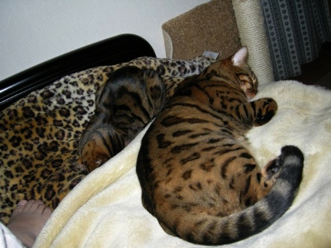 o( _ _ )o...zzzzzZZ 2009/04/05-1