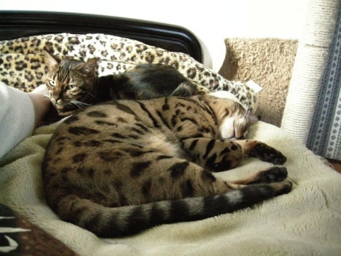 これこれ 2009/04/05-3