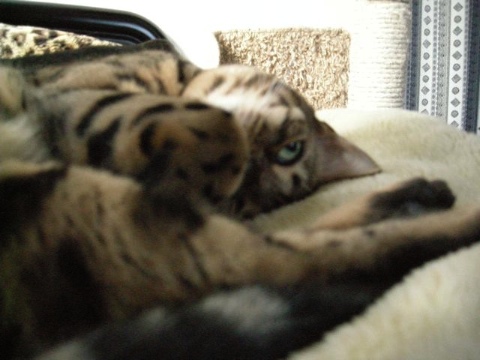 ついでに起こされた 2009/04/05-5