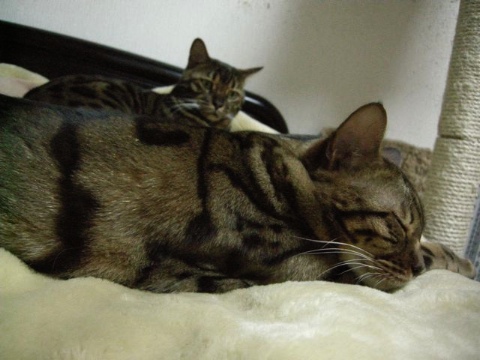 スヤスヤ 2009/04/11-1