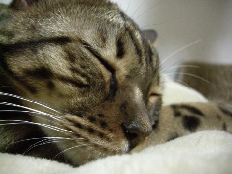 相変わらず寝ている 2009/04/11-4