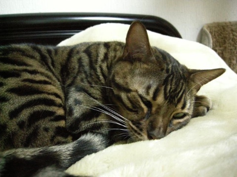 よく見ると。。。 2009/04/11-5