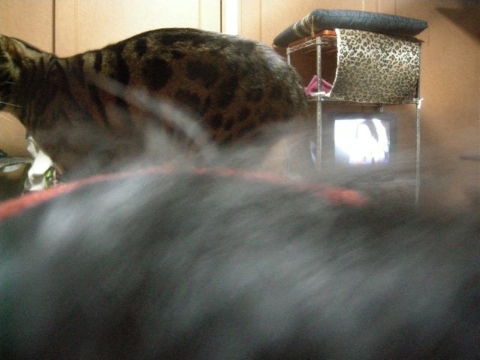 定型行動 2009/04/19-3