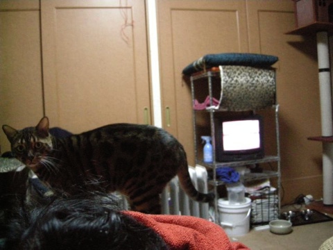 人の上に乗ってアピール 2009/04/19-4