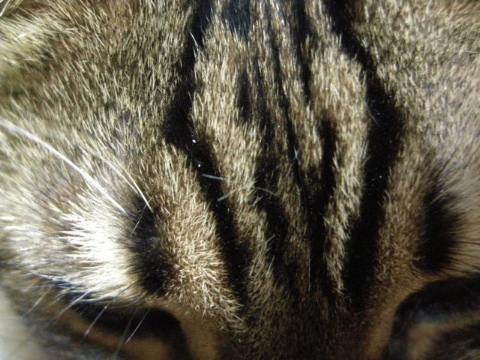 だれ？ 2009/04/25-1