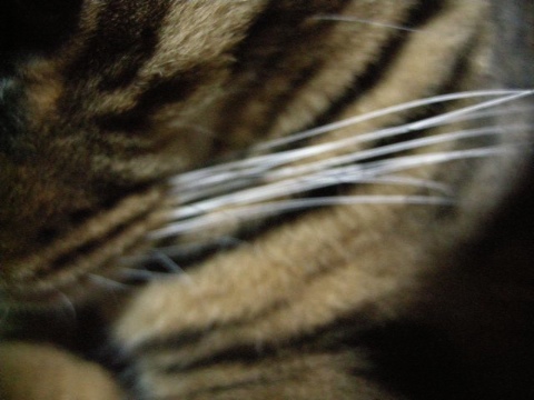 だれ？ 2009/04/25-2