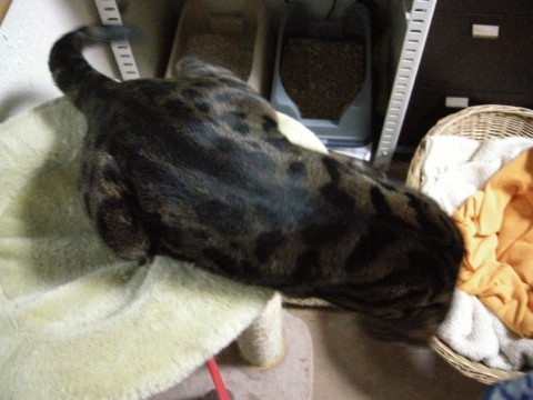 おてんばさかり 2009/05/01-1