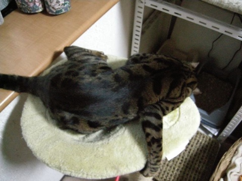 ばしっ！ 2009/05/01-4