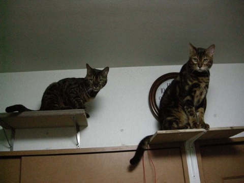 高いところにいます 2009/05/10-1