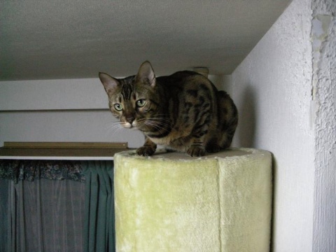 小鉄も高いところにいます 2009/05/10-2