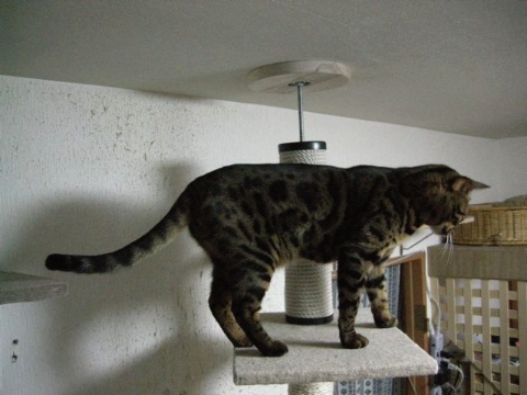 なぜみなそろってたかいところにいるのでしょうか 2009/05/10-3