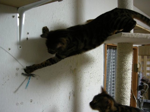 虫は虫でも 2009/05/12-1