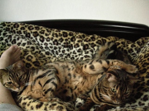 足枕と足置き 2009/05/16-3