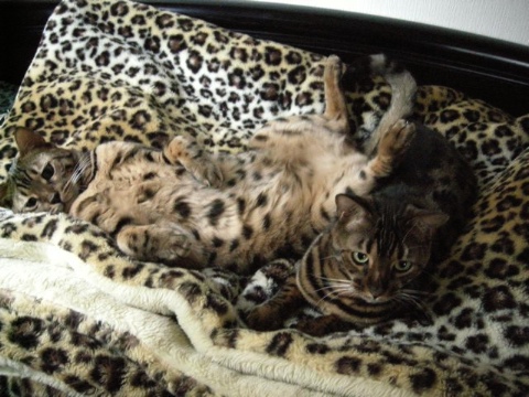 さらに展開 2009/05/16-4