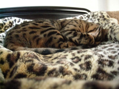 睡眠中 2009/05/16-5