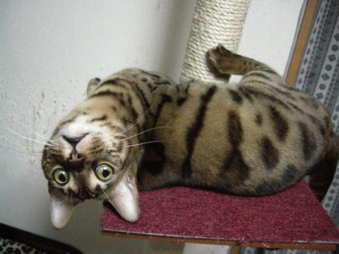 間抜け面 2009/05/30-1