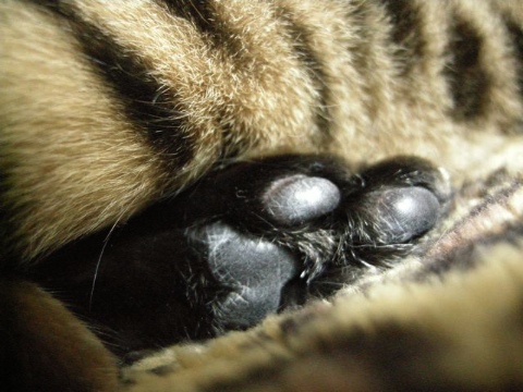 ぷにゅ 2009/05/30-2