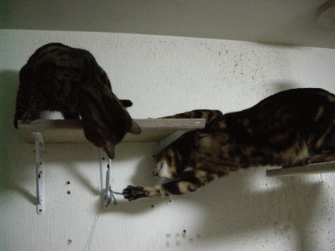 トンボをめぐる闘い 2009/05/30-3