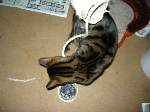 崩壊直後 2009/06/07-3