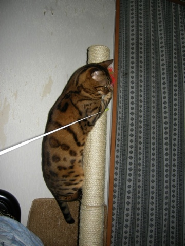 上部がないタワー 2009/06/07-4