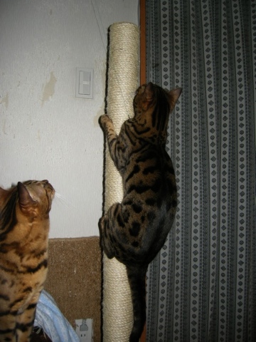 飛びつくのも楽しいらしい 2009/06/07-5