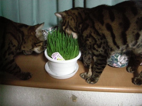 くさ，くさ♪ 2009/06/15-1