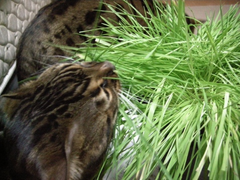 はぐはぐ 2009/06/15-4