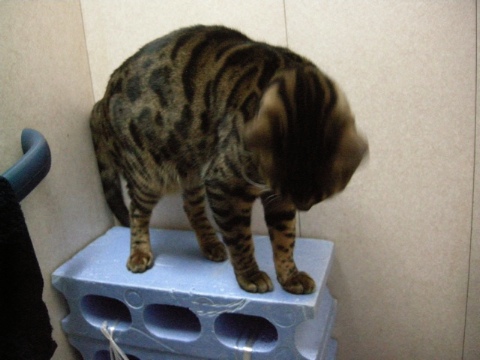 チエの主張 2009/06/22-3