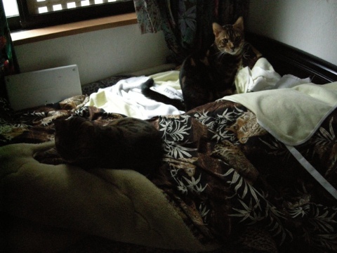 安眠を妨害するやつら 2009/06/27-1