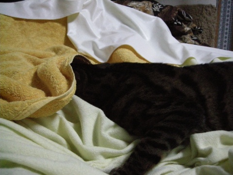 1番手 2009/06/29-1