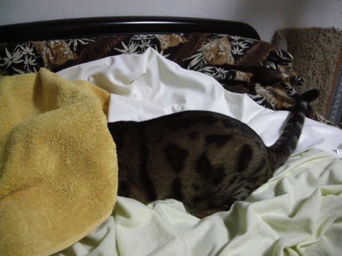 入ろうとするも 2009/06/29-3