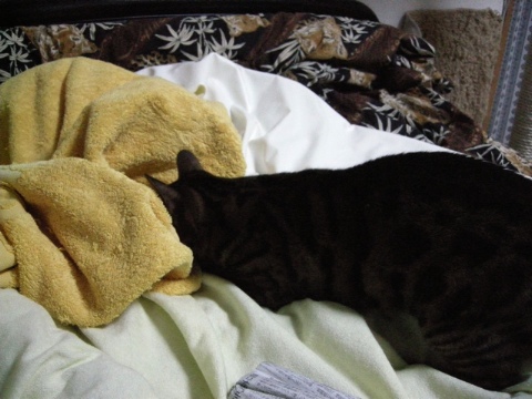 入れず 2009/06/29-4