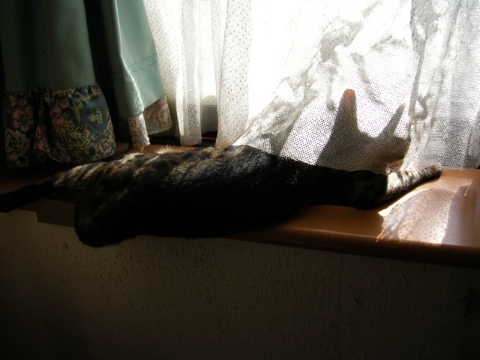 ひなたぼっこ 2009/07/06-1