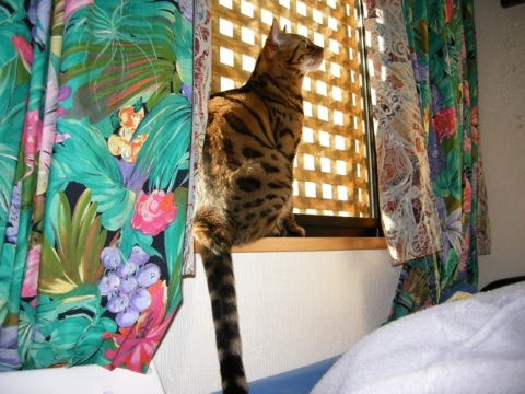 お日様好き 2009/07/06-3