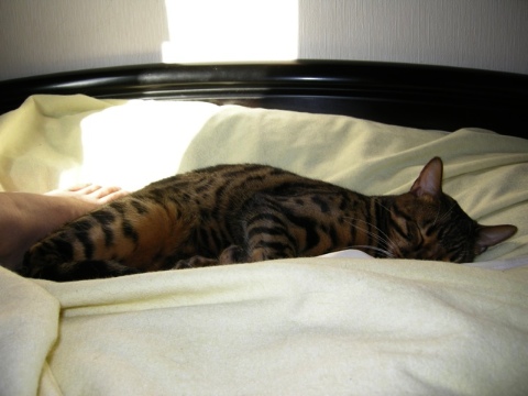 まどろみ 2009/07/06-4