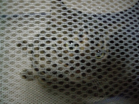 ルンルン 2009/07/10-4