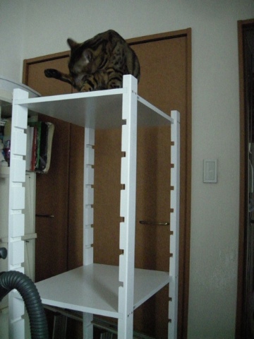 組み立て中の棚の上 2009/07/12-2