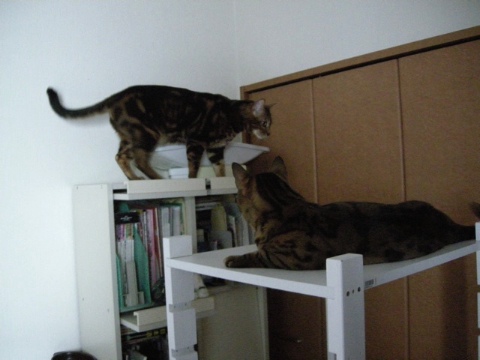 ならば。。。 2009/07/12-4