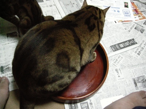 どこでも入る 2009/07/18-1