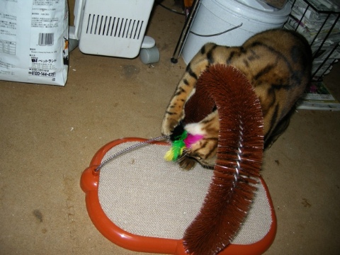 闘いを挑む 2009/07/18-2