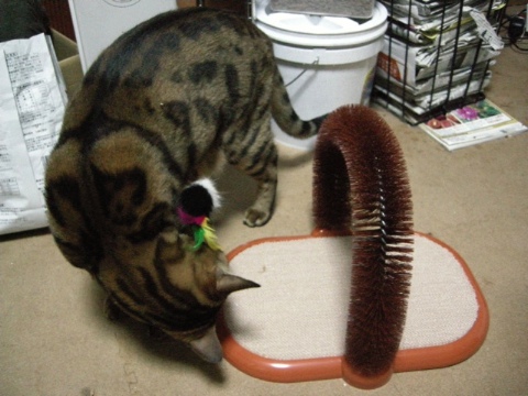 やっと気づく 2009/07/18-3