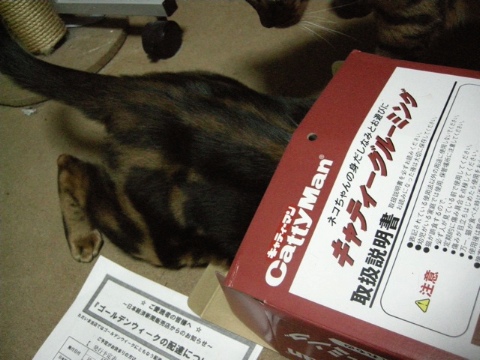 こんな薄い箱でも入りたい 2009/07/18-4