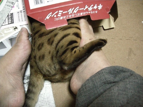 電気あんま 2009/07/20-3